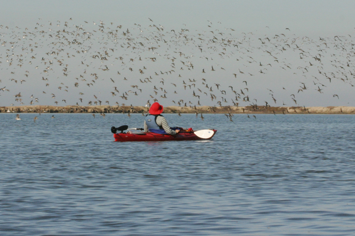 a kayaker watches birds in flight over the estuary